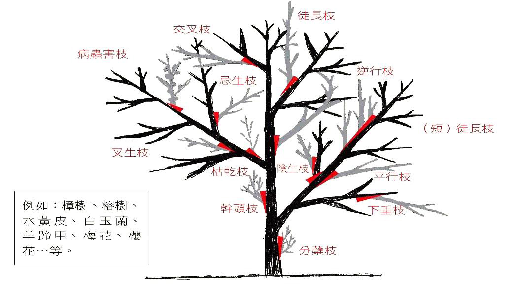 開張主幹互生枝序型「不良枝」判定圖 樹璽文化創藝:不良枝