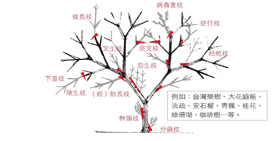 開張主幹對生枝序型「不良枝」判定圖 樹璽文化創藝:不良枝