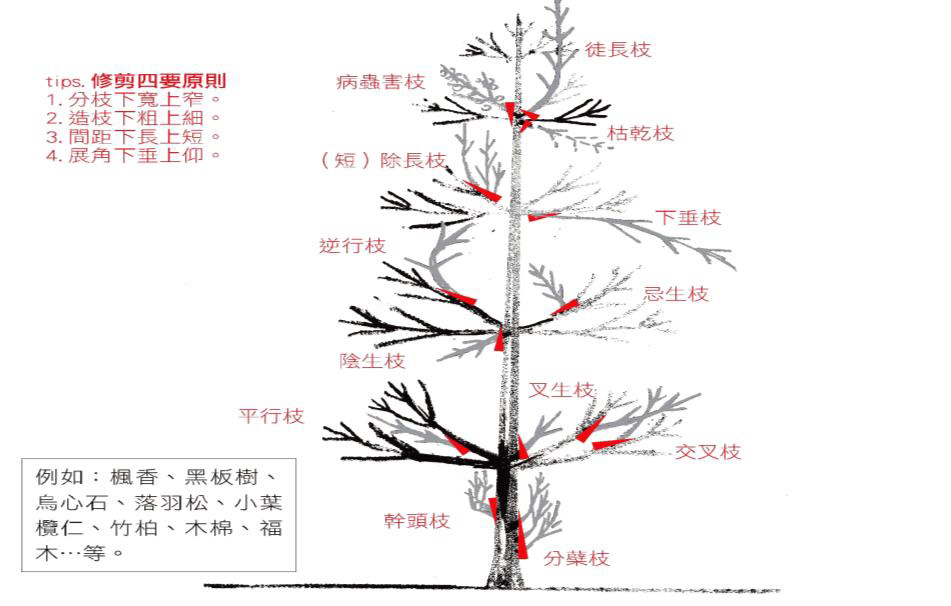 直立主幹分生枝序型「不良枝」判定圖 樹璽文化創藝:不良枝